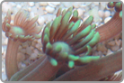 Cute Little Flower Pot
